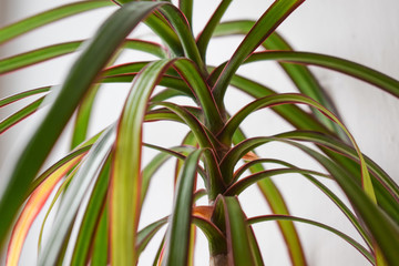 Room palm tree leaves close up. Green leaves of palm plant at home. Close up of green fresh tropical houseplant. Plant wallpaper