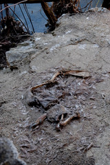 deer bones