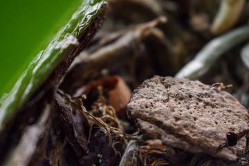 Pot of earth texture background macro. Wooden pieces of bark close up