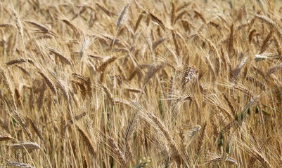 Campo di grano in campagna in una giornata estiva