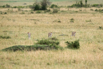 Naklejka na ściany i meble Malaika Cheetah and her cubs in Masai Mara Grassland