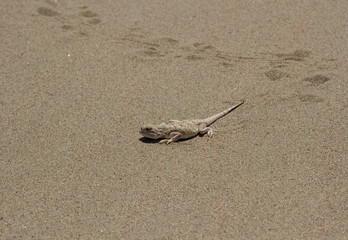 Desert lizard on sand background. A lot of free space for text.