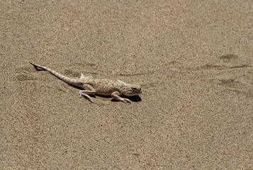 Desert lizard on sand background. A lot of free space for text.