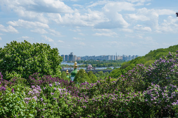 Киев, Сирень