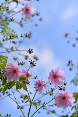 皇帝ダリアの花盛りが美しい初夏