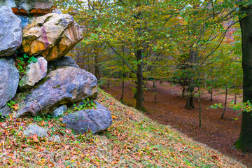 Rocas en el bosque