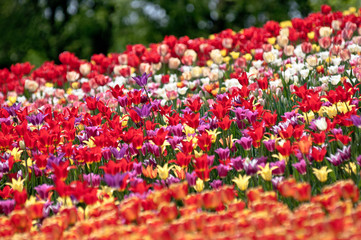 Тюльпаны  tulips