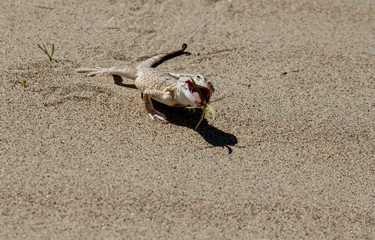 Lizard in the desert on the background of sand eats grass. A lot of free space for text.