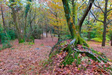 Arbol en el bosque