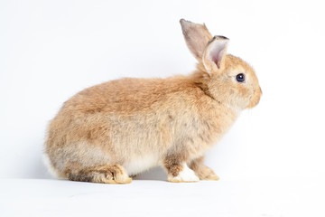 Cute little brown rabbit On a white background. The concept of mammals and Easter.  isolated