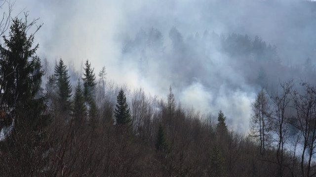 Fire in Forest destroys nature - (4K)