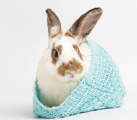 A cute, fluffy little rabbit hiding in a blue knitting hat. On a white background. Easter festival
