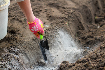 A female hand in a glove and a scoop scatters the ashes in the garden before planting potatoes. The...