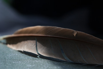 Fragment of bird's feather with water drops.