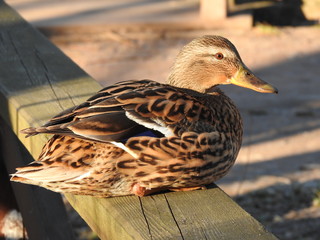 Mallard