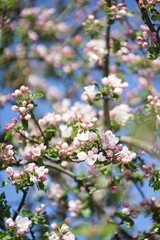 Fototapeta premium Close up of white pink Apple blossom against blue sky in spring 