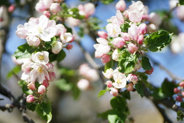 Close up of white pink Apple blossom against blue sky in spring      