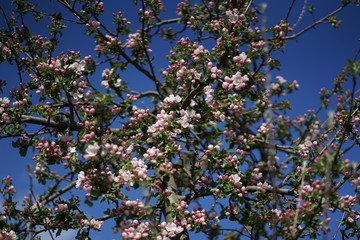 Close up of white pink Apple blossom against blue sky in spring      