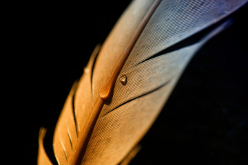 Fragment of bird's feather with water drops. Selective focus