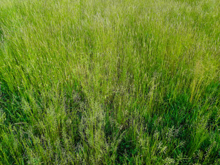 Background with tall green field grass
