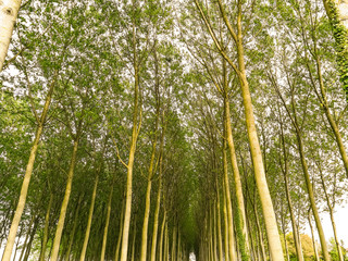 Fototapeta premium Spring view on a tree cultivation