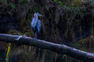Great Heron