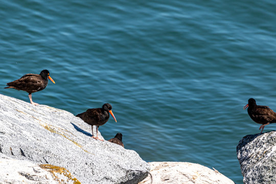 Black Oystercatcher