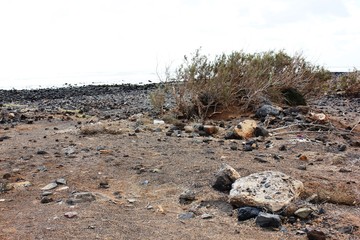 Caleta de Fuste, Fuerteventura © Iga