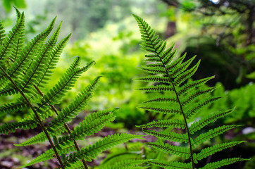 The sword fern with green leaves on natural background in forest . Green leaf background with plant. Color of summer is beautiful and natural. 