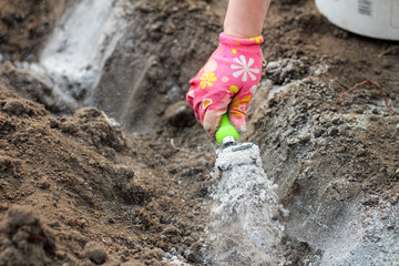 A female hand in a glove and a scoop scatters the ashes in the garden before planting potatoes. The process of fertilizing the soil before growing potatoes