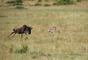 Maialka cheeta running after a wildebeest, Masai Mara