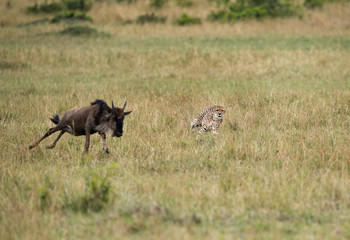 Maialka cheeta running after a wildebeest, Masai Mara