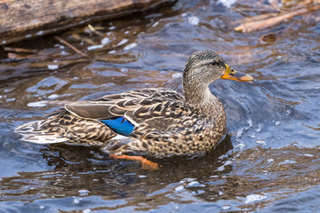 Duck on the water