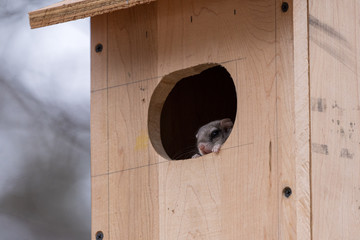 Flying Squirrel Contemplating