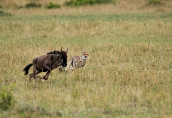 Malaika cheeta running after a wildebeest, Masai Mara
