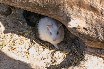 A small Guinea pig hides under a wooden log in a touching zoo on the sand among the hay in the sun in the warm season