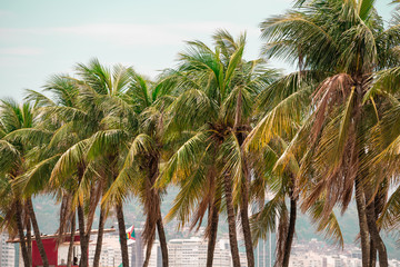 Row of palm trees on Copacabana beach in Rio de Janeiro Brazil