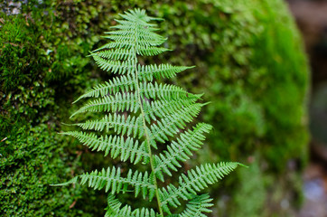 Fototapeta na wymiar Green sword fern and leaves of plant on natural green background of forest and grass. Leaf backdrop and close up. Summer and nature.