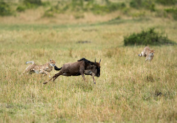 Maialka cheeta and cub trying to catch hold of  wildebeest, Masai Mara