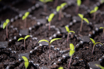 Young organic tomato plants growing