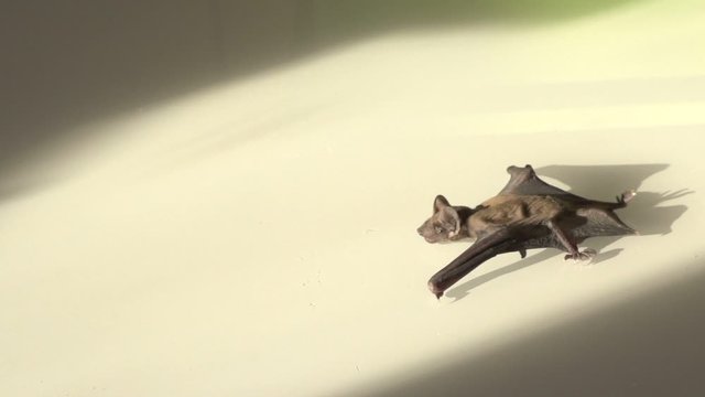 Little bat crawling, slow mouse