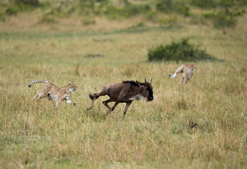 Maialka cheeta and cub after a wildebeest, Masai Mara