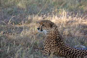 Chhetah (Acinonyx jubatus) on dry grassland in the African bush