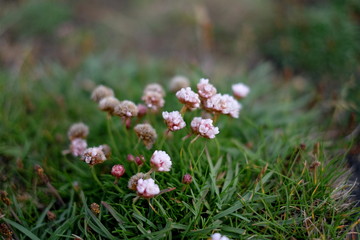 Beautiful flowers in Iceland