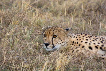 Chhetah (Acinonyx jubatus) on dry grassland in the African bush