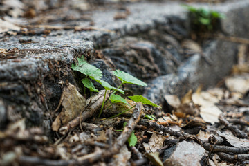 Weeds on dilapidated derelict stairs