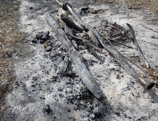 burnt trees