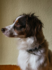 Profile portrait of a Breton dog looking intently at the window. Deep look.