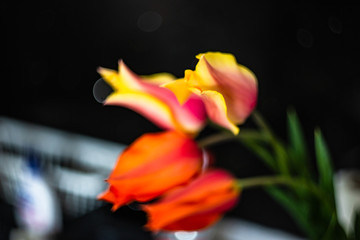 Tulip flowers on concrete background with copy space