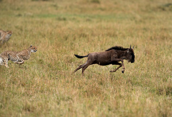 Maialka cheeta and cubs hunting wildebeest, Masai Mara